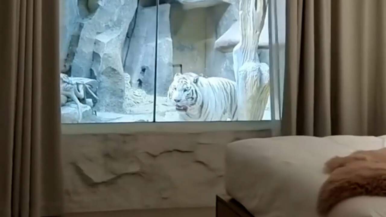 Beeld uit video: Chinees hotel bouwt kamer met uitzicht op tijgerverblijf