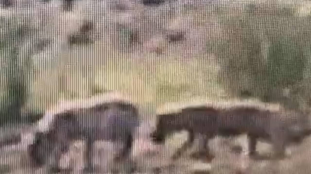 Beeld uit video: Drie jonge wolven gespot op de Veluwe
