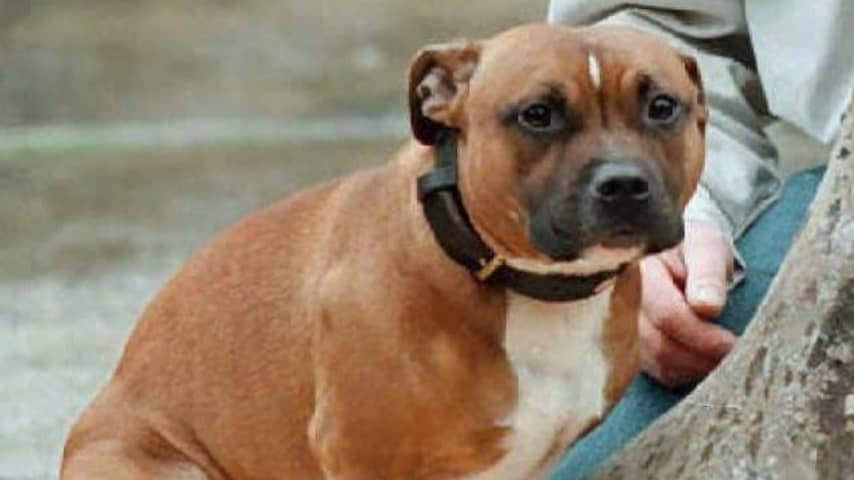 Man doodgebeten door eigen hond tijdens interview met BBC