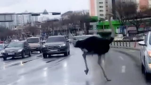 Ontsnapte struisvogel ontwijkt verkeer in Zuid-Koreaanse stad