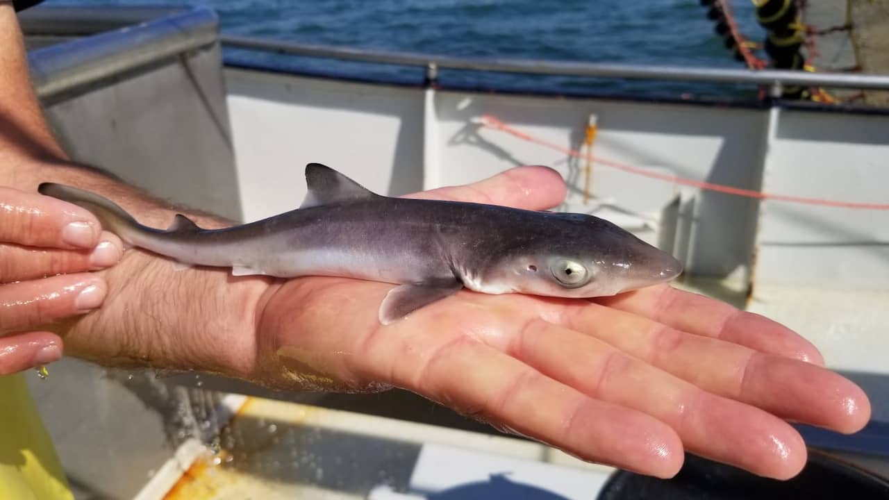 Wadden Sea seems ideal for tope sharks to grow up |  animals