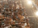 Opnieuw vogelgriep vastgesteld in Gelderse Vallei: 50.000 dieren geruimd