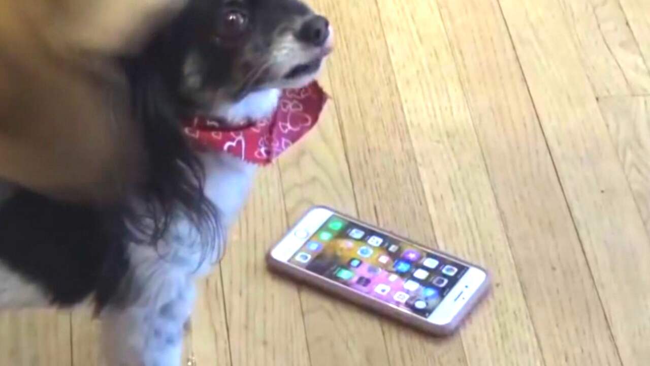 Beeld uit video: Honden bellen zestien keer alarmnummer in VS