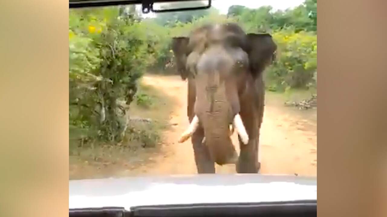Beeld uit video: Olifant achtervolgt truck met toeristen in Sri Lanka
