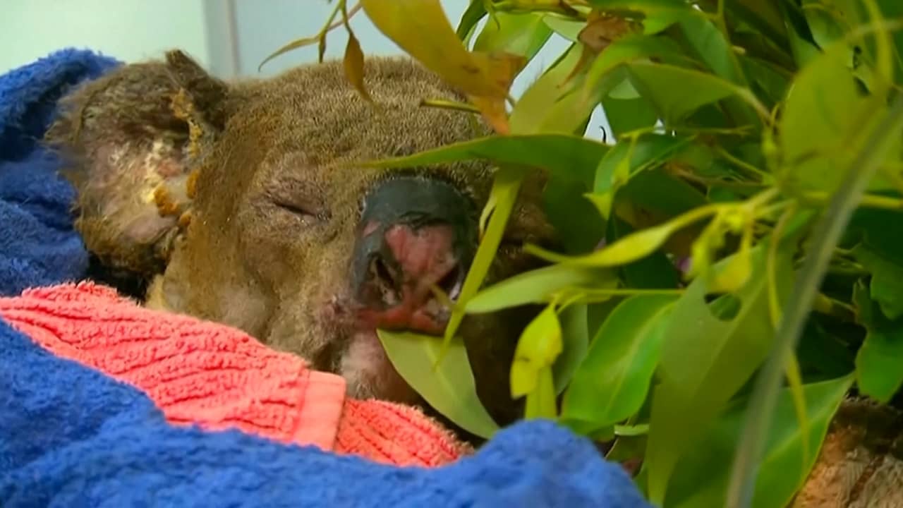 Australische bezoekt koala die ze uit brandend bos redde