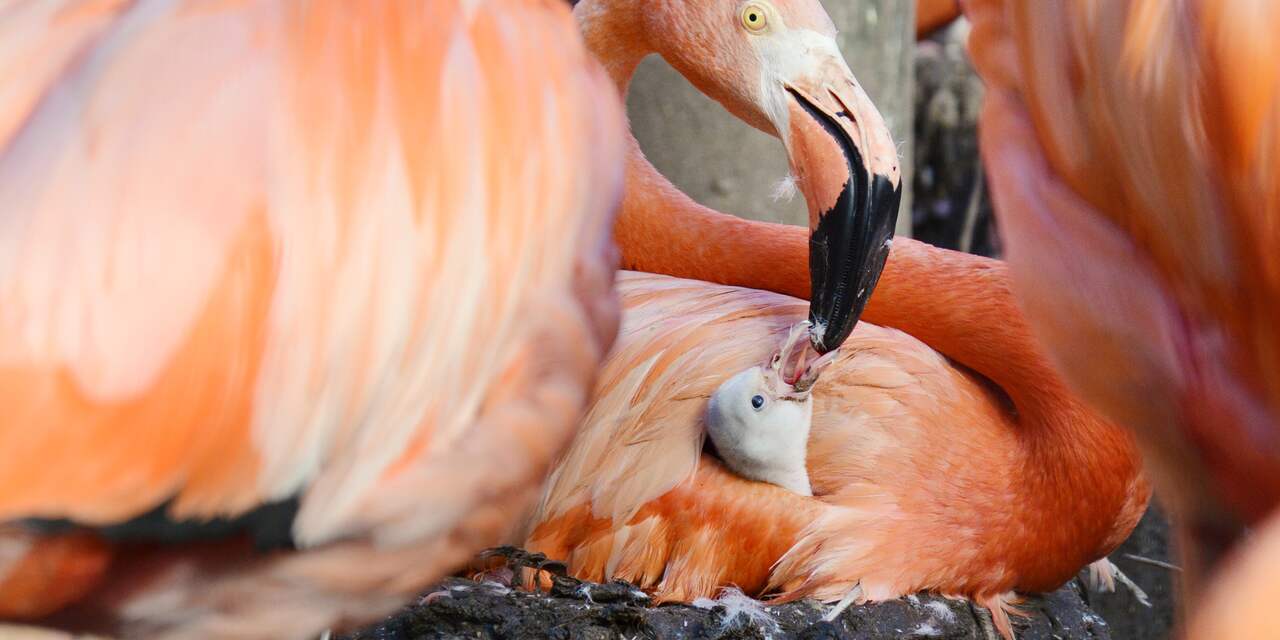 Eerste flamingokuiken in Alphens Vogelpark Avifauna kruipt uit ei