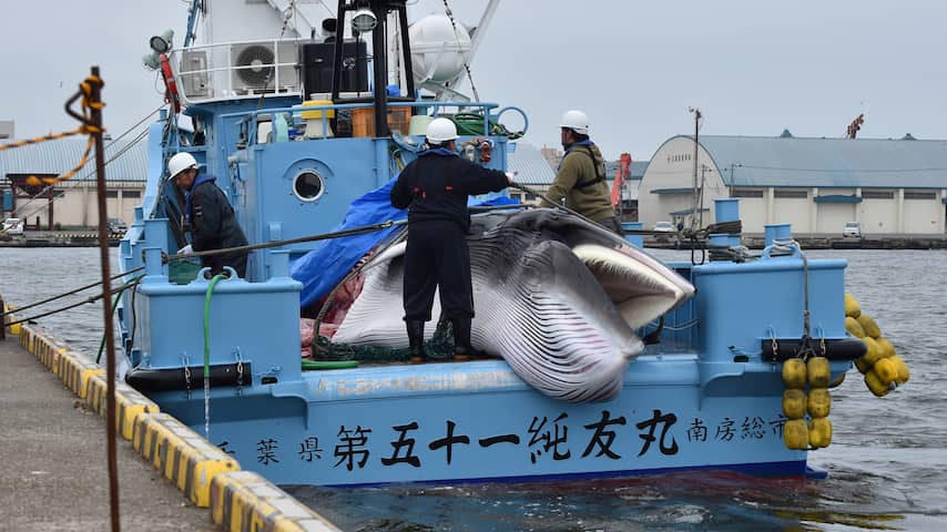 Japanners vangen eerste walvissen na opheffing jachtverbod