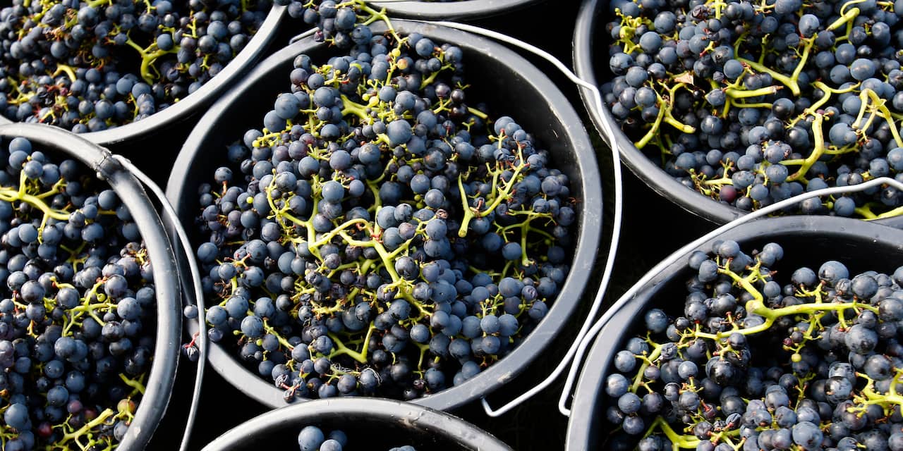 Beschermde status verwacht voor Limburgse wijn