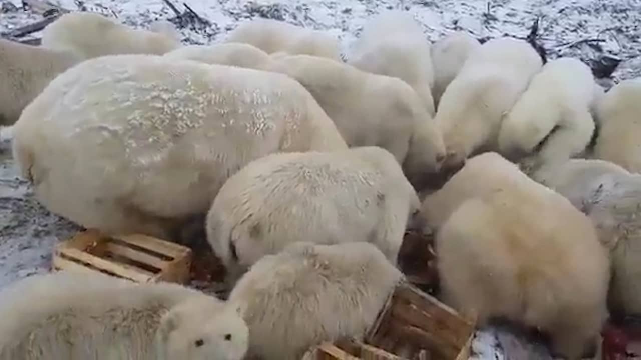 Beeld uit video: Tientallen ijsberen teisteren nederzetting op Nova Zembla