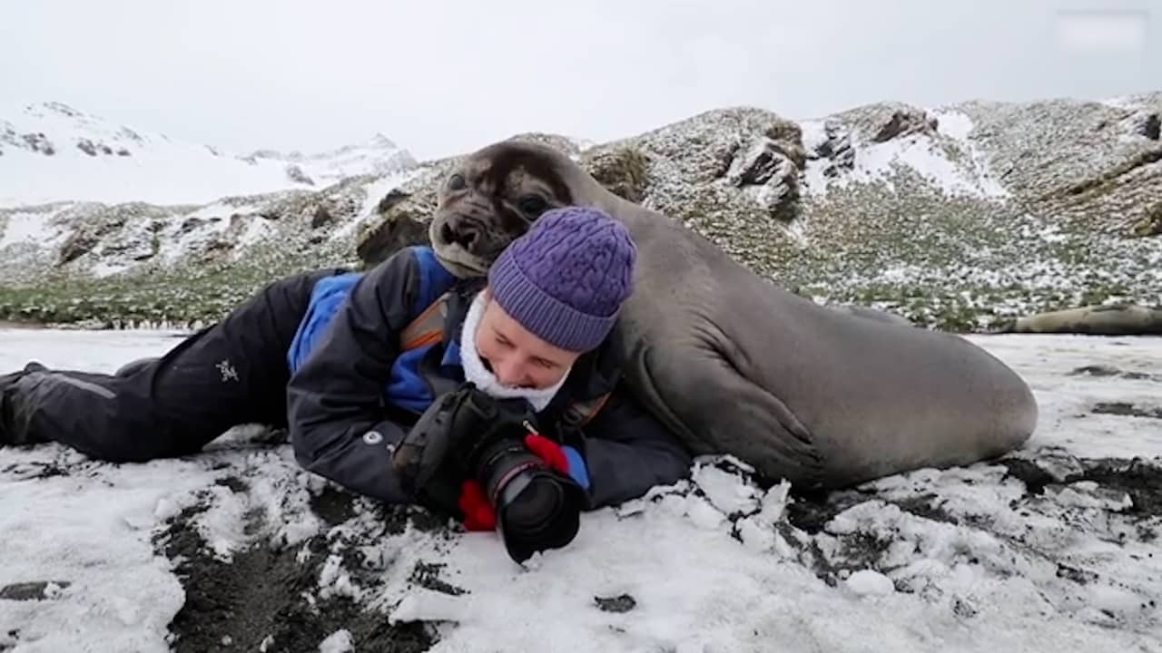 Beeld uit video: Zeeolifant 'knuffelt' fotograaf die op de grond ligt