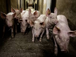 PVV draait: vooralsnog geen strenge regels voor dierenwelzijn in veehouderij