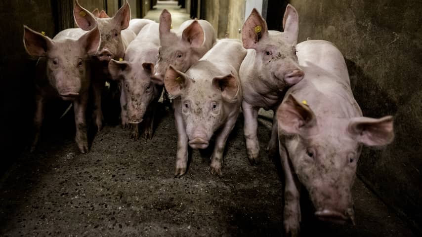 PVV draait: vooralsnog geen strenge regels voor dierenwelzijn in veehouderij