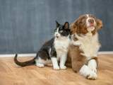 Hond en kat blijven favoriet, maar aantal exotische huisdieren neemt toe