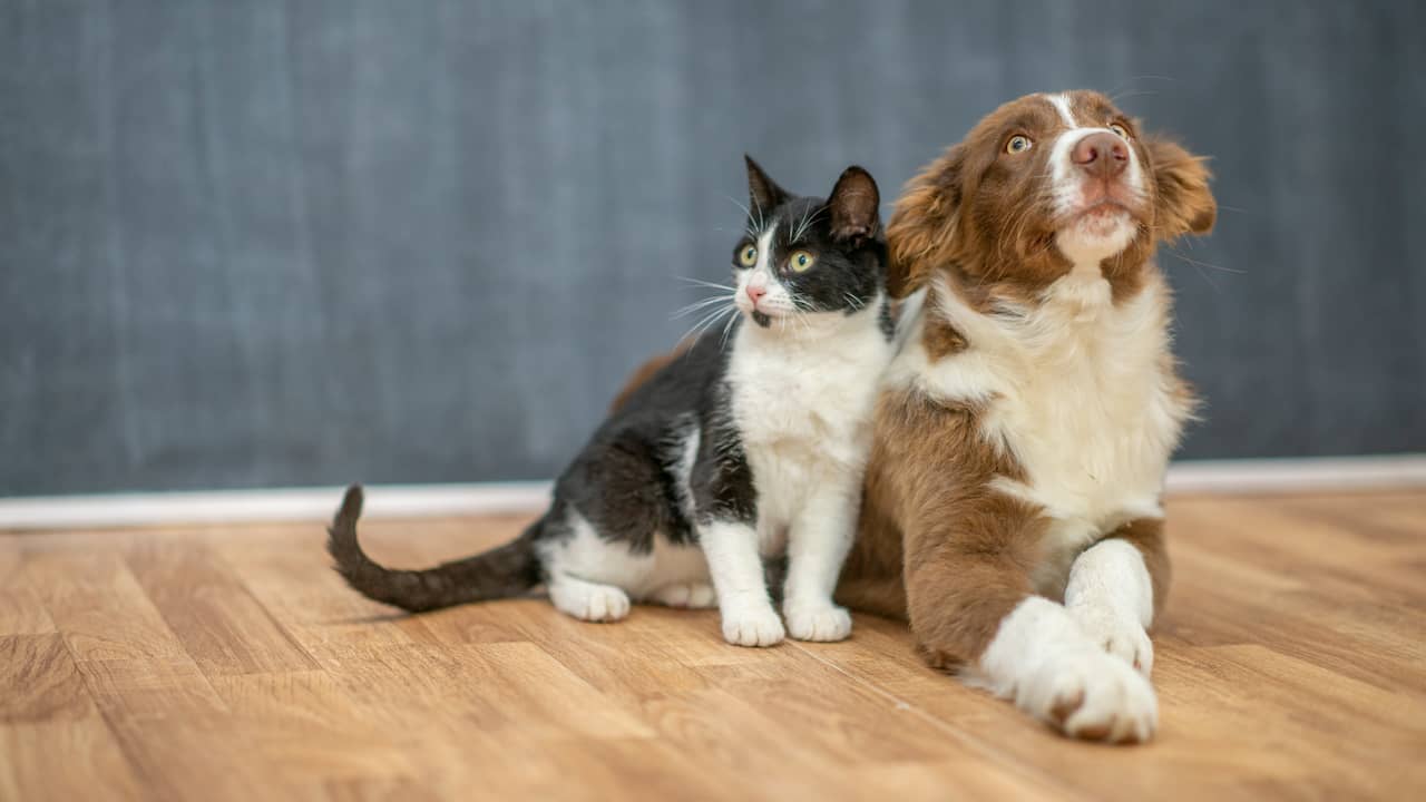 kussen Komst muis of rat Hond en kat blijven favoriet, maar aantal exotische huisdieren neemt toe |  Algemeen | NU.nl