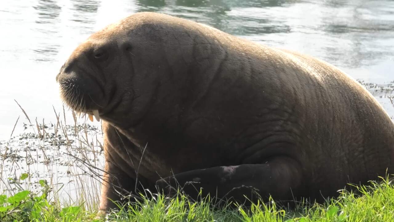 Beeld uit video: Walrus verschijnt op Terschelling na week uit beeld te zijn geweest