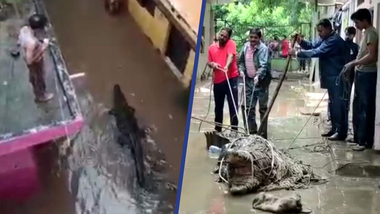 Beeld uit video: Verdwaalde krokodil zwemt door overstroomd dorp in India