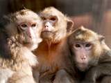 Gratis uit: Rondleiding langs chimpansees, neusberen en maki's