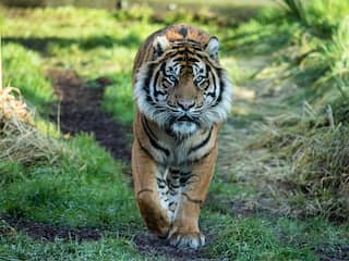 Zeldzame tijger doodt partner waarmee hij zich moest voortplanten