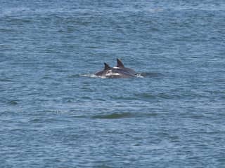 'Tien tot twintig' tuimelaardolfijnen gezien voor Noord-Hollandse kust