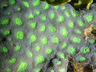 Wetenschappers ontdekken koralen die zich aanpassen aan warm zeewater