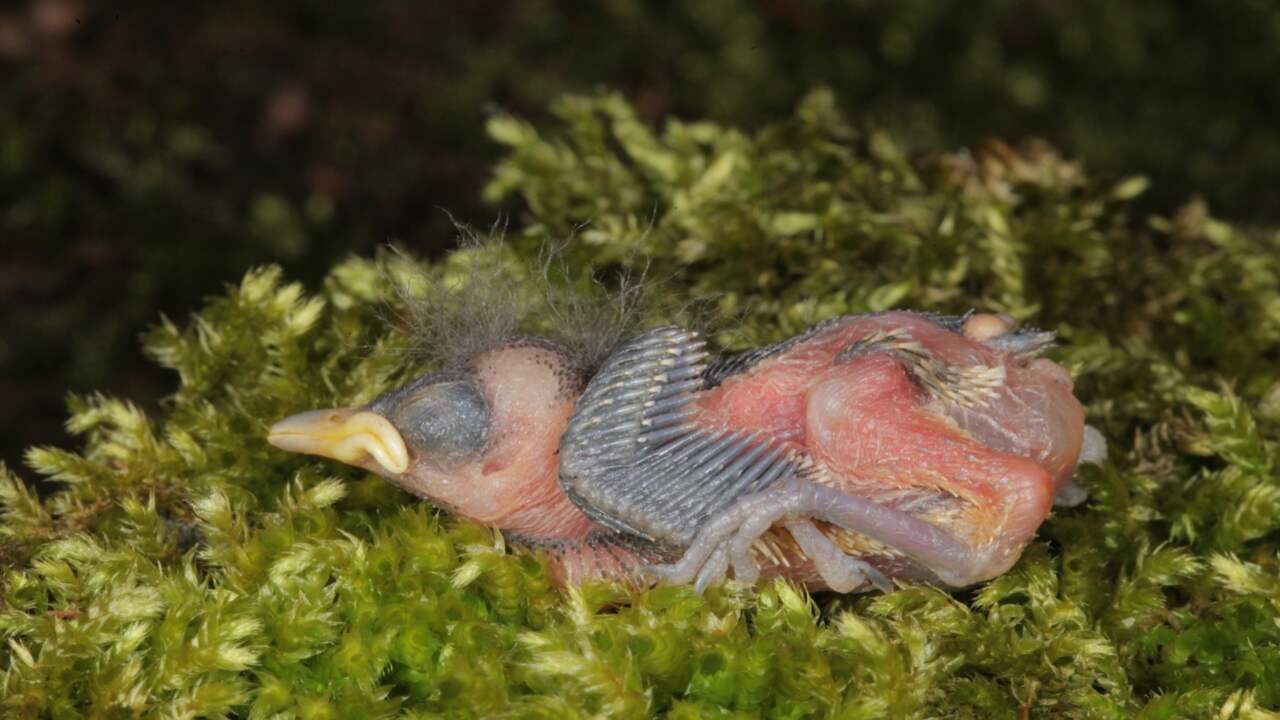 Dit jong van een zwarte mees kon het eigen gewicht niet dragen en brak het bekken, dijbeen en scheenbeen. Oorzaak: verzuring door stikstof.