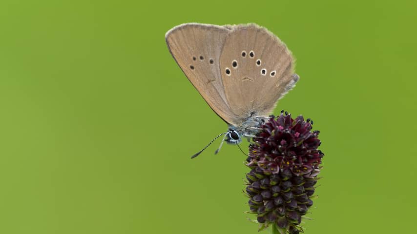 Aantal vlinders neemt enorm af: 'Het hele systeem stort in elkaar'