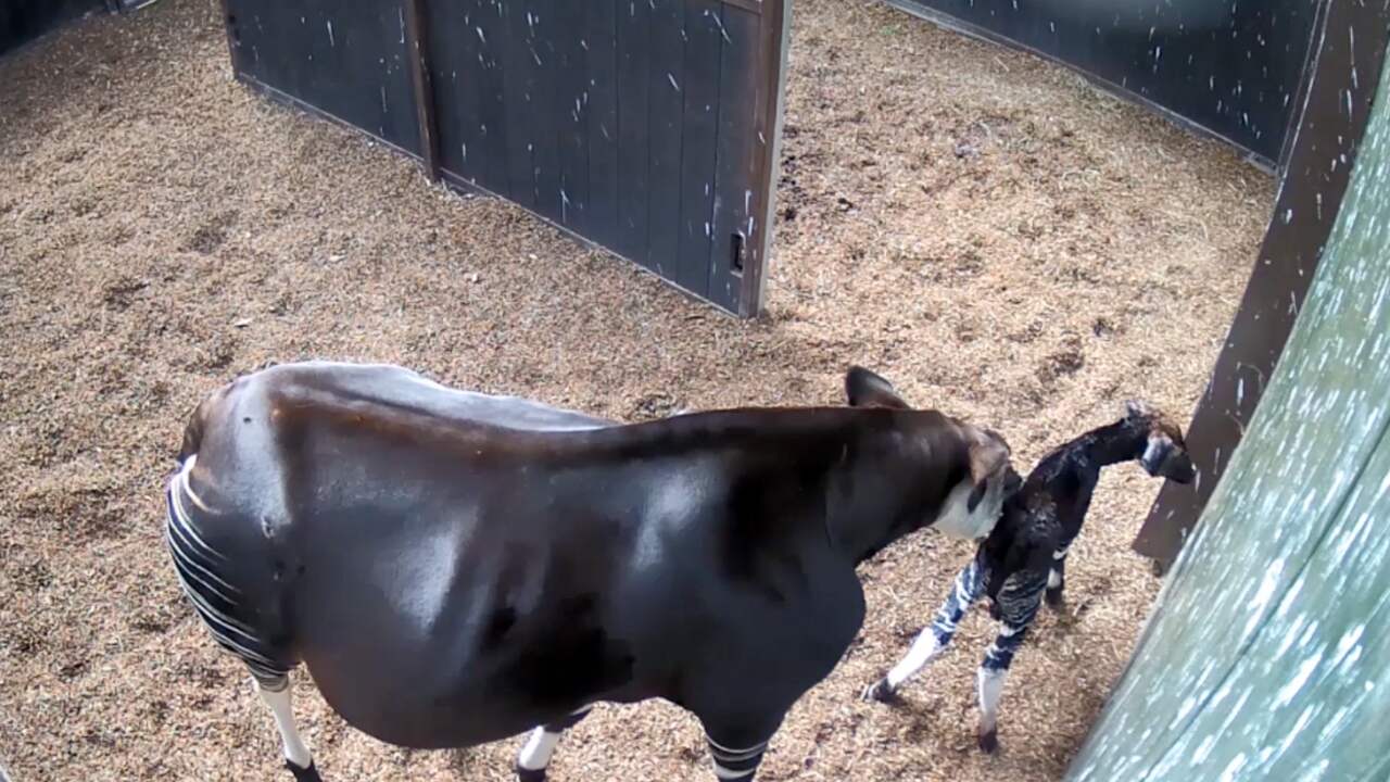 Zeldzame okapi geboren in Diergaarde Blijdorp