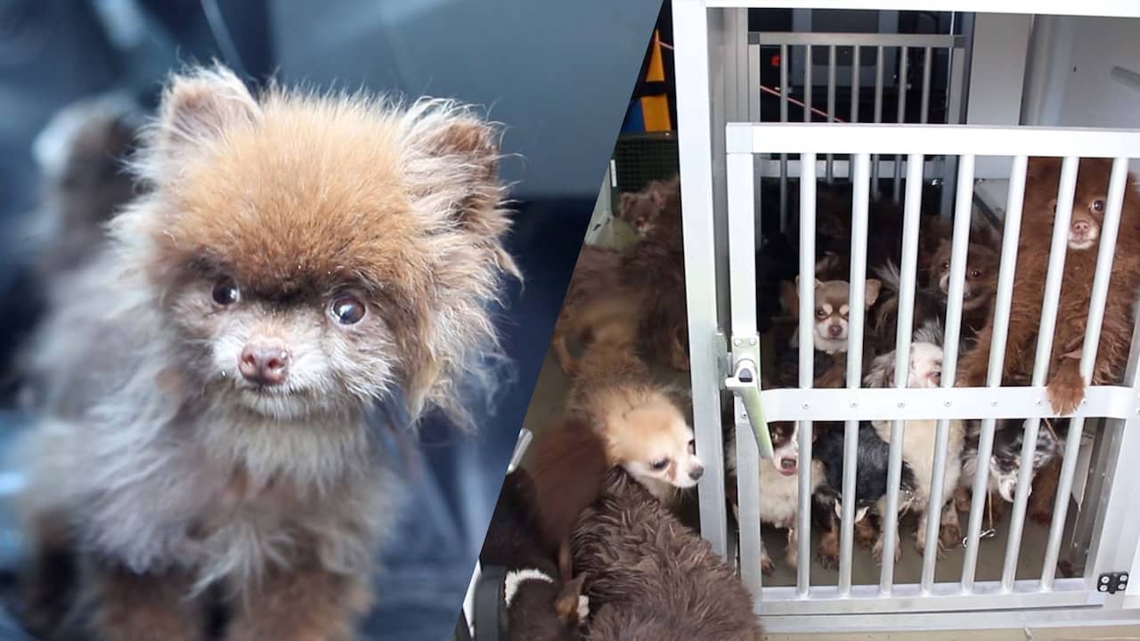 Beeld uit video: Wandelaar vindt 24 honden vastgebonden aan paal in Geldermalsen