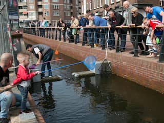 Arnhem gaat snoek inzetten tegen illegale goudvissen in stadsbeek