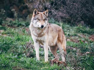 Nog eens twee wolven waargenomen in Nederland