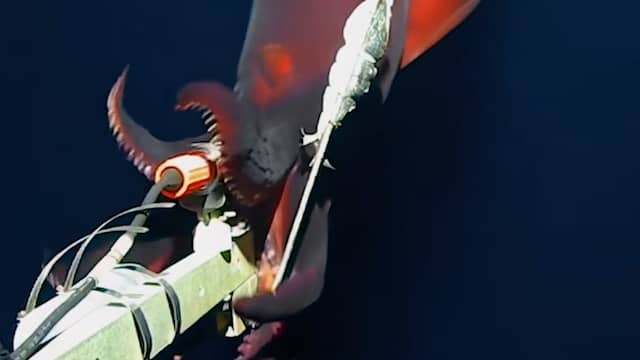 Zeldzame diepzee-inktvis valt onderwatercamera aan in Stille Oceaan