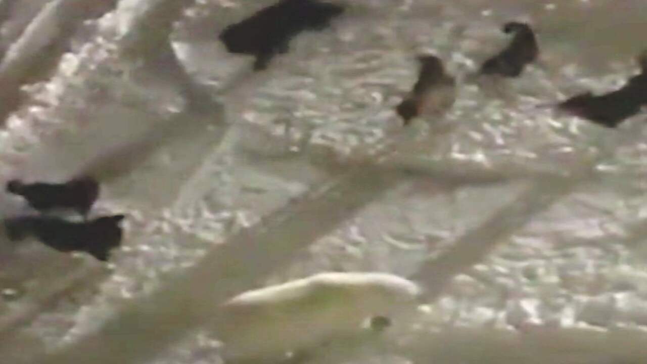 Beeld uit video: Honden jagen ijsberen weg op Russisch Nova Zembla