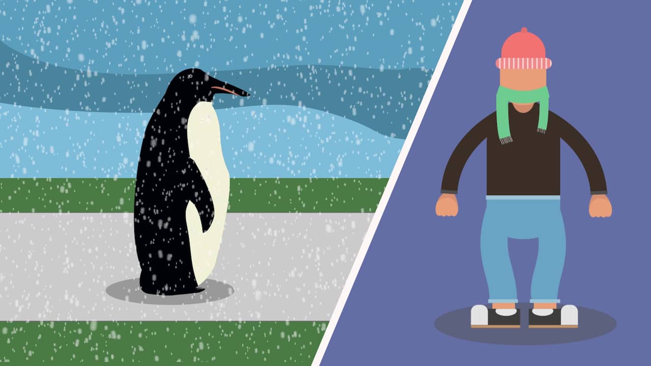 Beeld uit video: Niet uitglijden bij gladheid? Doe een pinguïn na