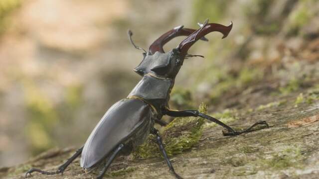 Vliegend hert in bos bij Apeldoorn. Dit is de grootste keversoort van Europa, die op de Veluwe herstelt sinds dood hout in bos mag blijven liggen.