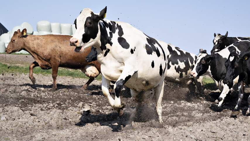Uitgebroken koe veroorzaakt chemische reactie op boerderij in Wapenveld