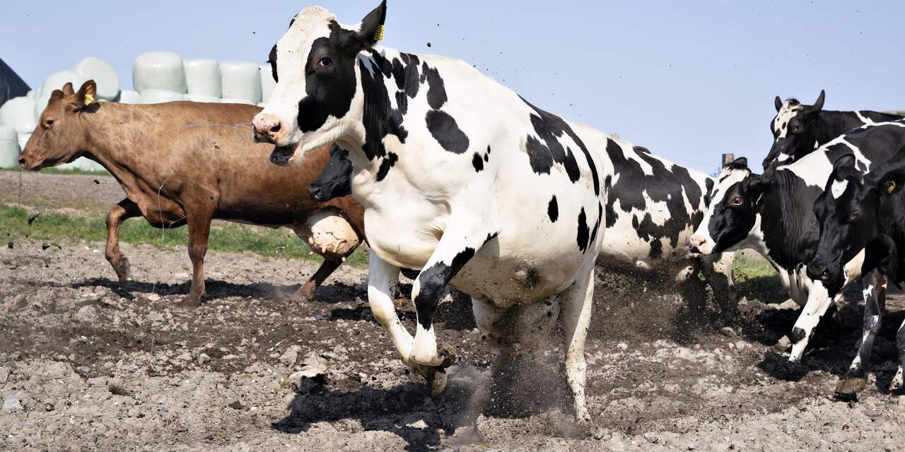 Uitgebroken koe veroorzaakt chemische reactie op boerderij in Wapenveld