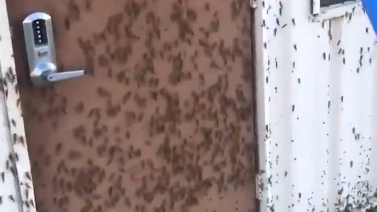 Thousands of locusts infest Las Vegas Teller Report