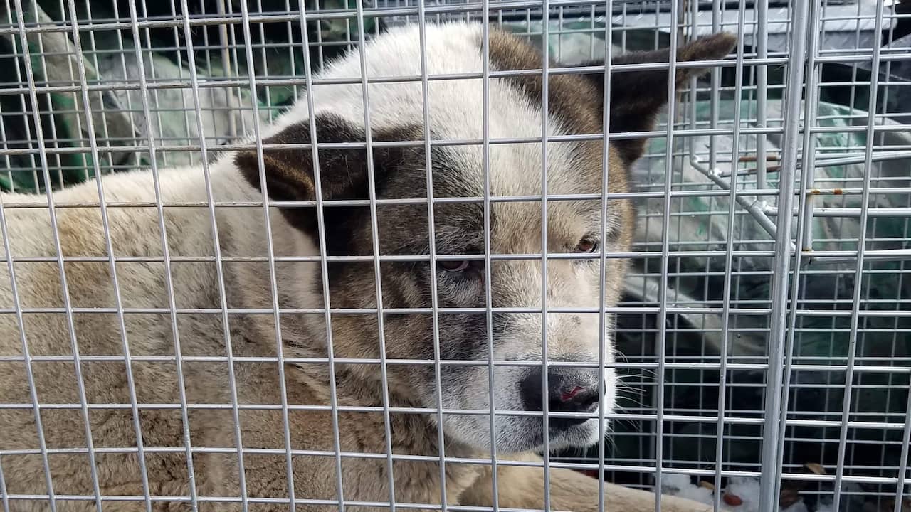 Bij bosbranden Californië vermiste hond na 101 dagen herenigd met baasjes