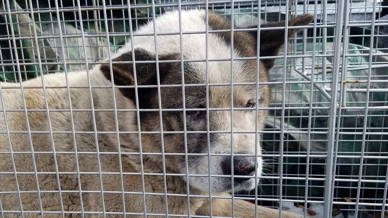 Door bosbranden Californië vermiste hond na 101 dagen herenigd met baasjes