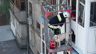 Hulpdiensten redden hond uit verwoeste flat in Mykolajiv