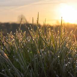 Onbegrip na wegmaaien ecologische bloemenlinten: 'Er staat zelfs een hek omheen'