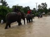 Video: Olifanten helpen bij evacuatie toeristen na overstromingen in Nepal