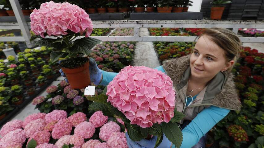 Hortensia bloemen kweker