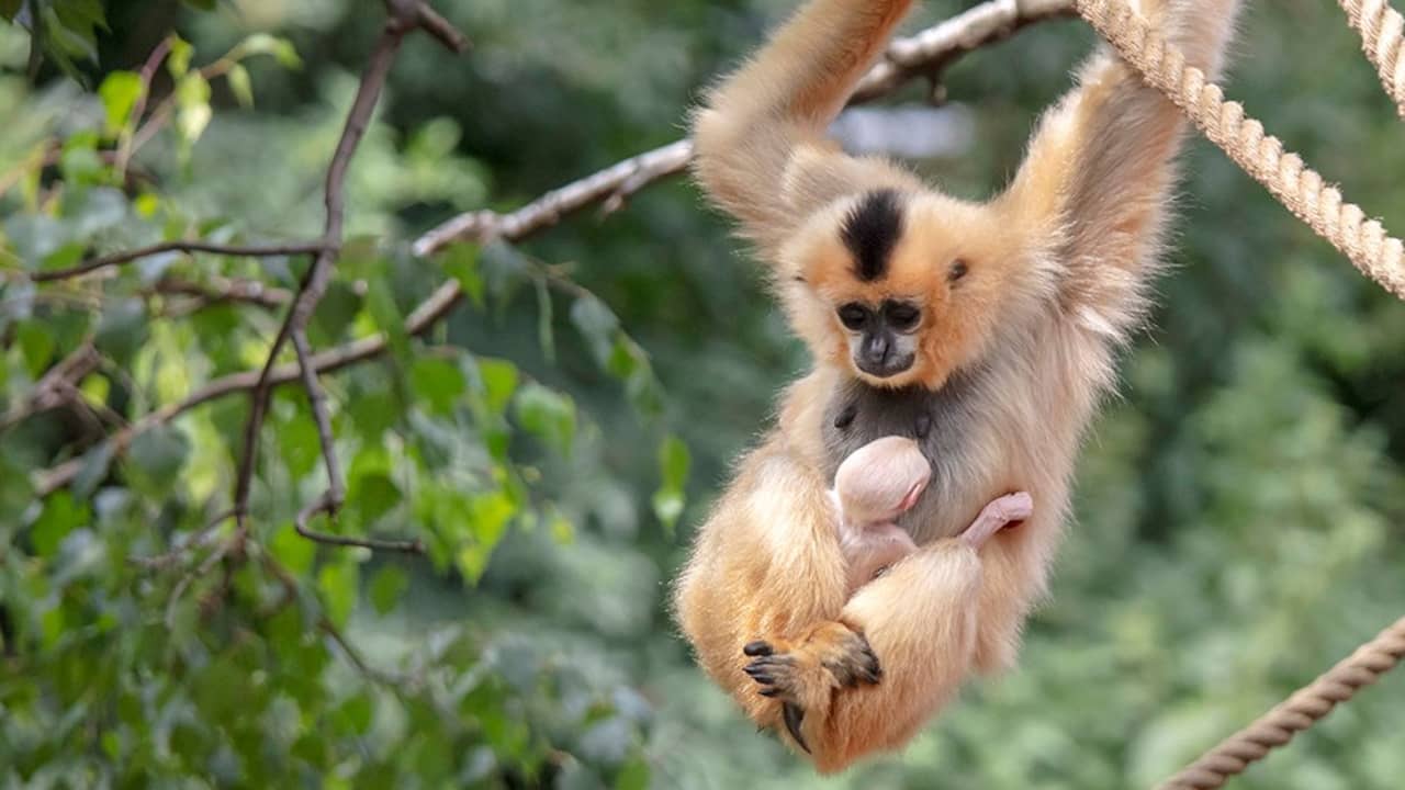 Golden cheek gibbon born in ARTIS zoo - Teller Report