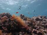 Koraalriffen wereldwijd in problemen door klimaatverandering