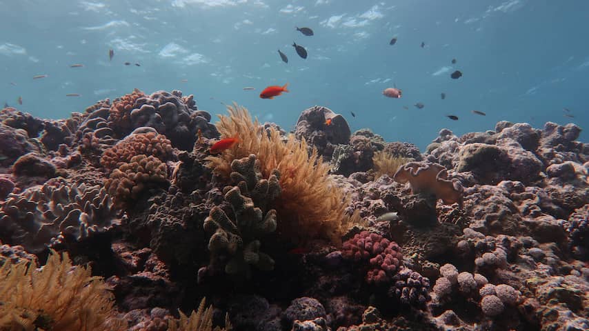 Koraalriffen wereldwijd in problemen door klimaatverandering