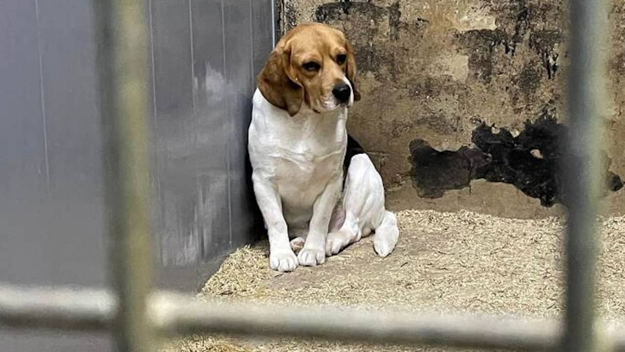 Hardleerse Hondenfokker In Eersel Raakt Al Zijn Honden Kwijt Na Nieuwe ...