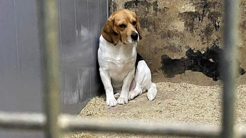 Hardleerse hondenfokker in Eersel raakt al zijn honden kwijt na nieuwe misstap