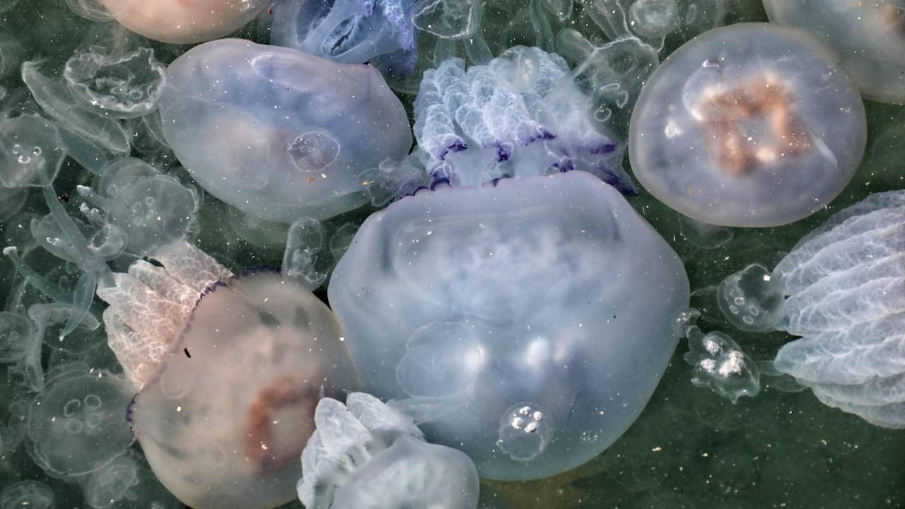 La plus vieille méduse ayant jamais vécu sur Terre il y a plus d’un demi-milliard d’années