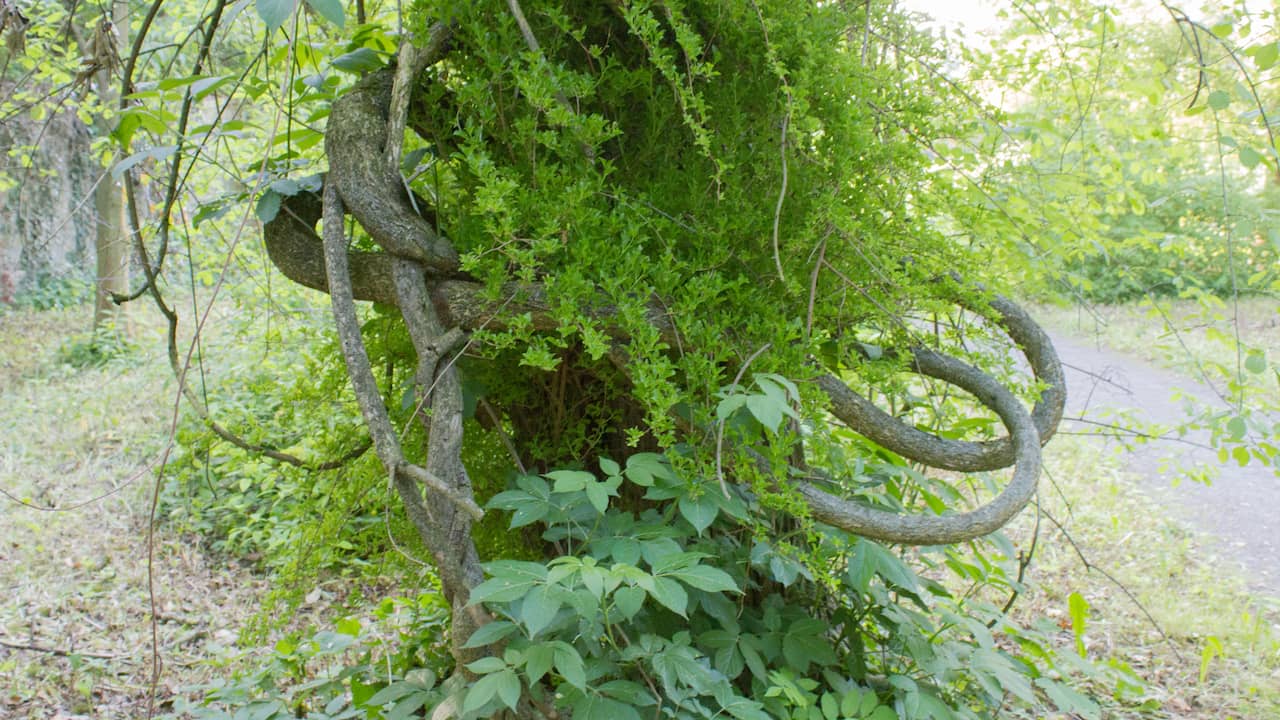 De boomwurger is een houtige klimplant die zich om de stam en de takken van bomen windt. De stengels kunnen makkelijk tot 12 meter hoog in bomen klimmen.